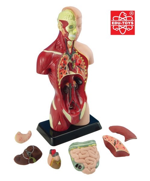 Edu-Toys - Human Anatomy Model