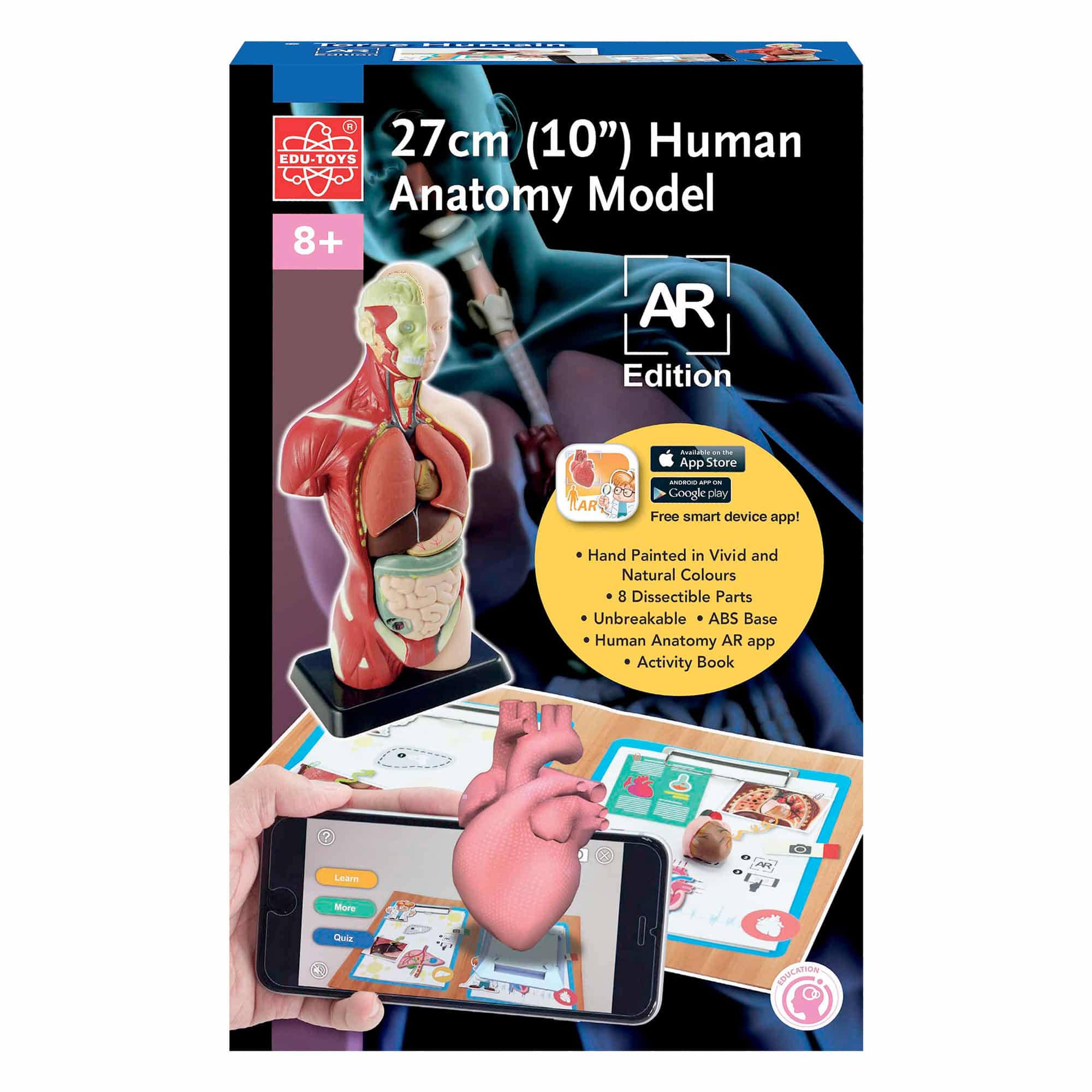 Edu-Toys - Human Anatomy Model