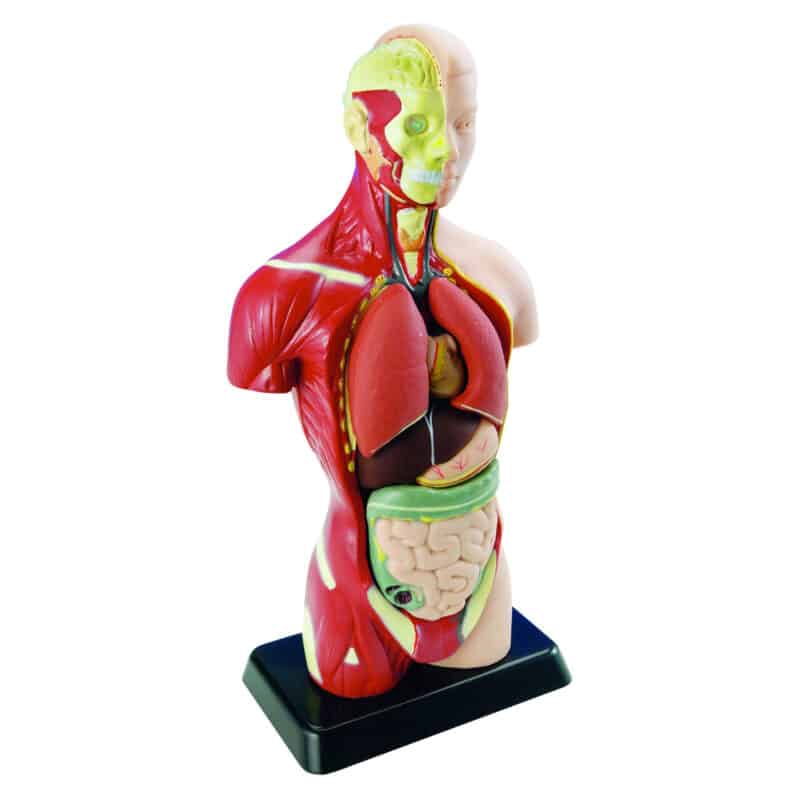 EduToys Human Anatomy Model Online Toys Australia