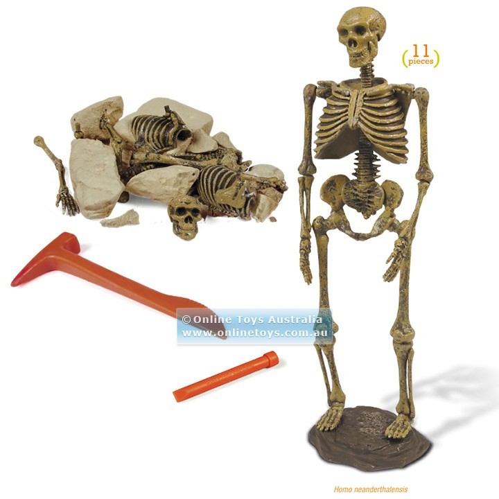 Geoworld - Excavation Kit - Homo Neanderthalensis Skeleton