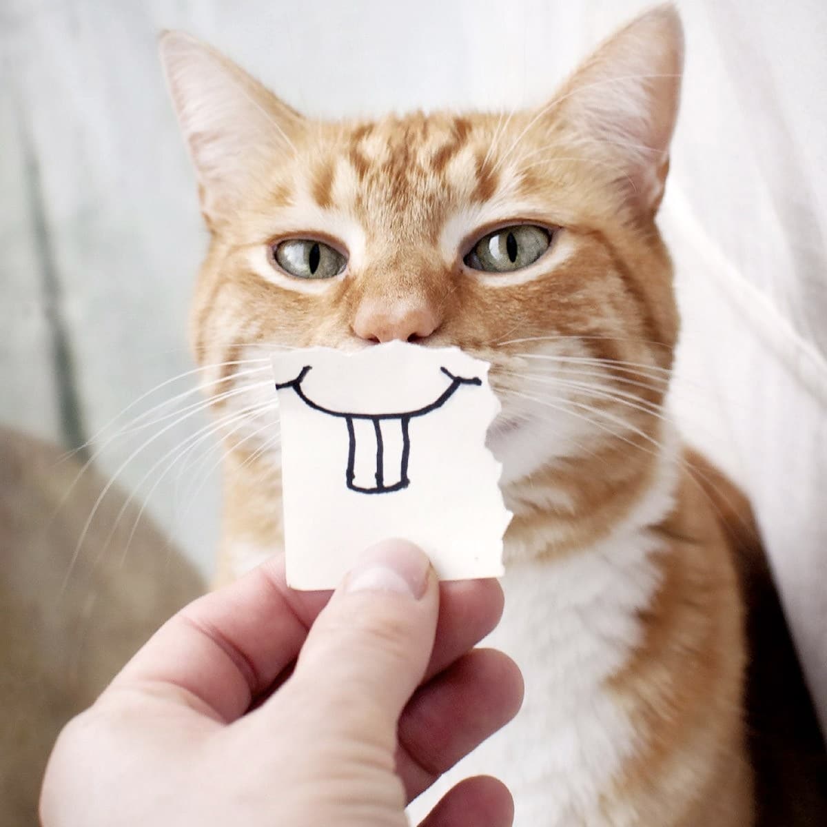 Ravensburger - Funny Animal Portraits - Cat