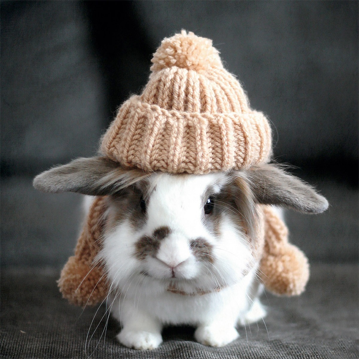 Ravensburger - Funny Animal Portraits - Rabbit